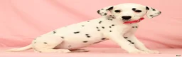 Dalmatian dogs for sale: Tulip - Ad 7