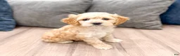 Cockapoo dogs for sale: Finn - Ad 3