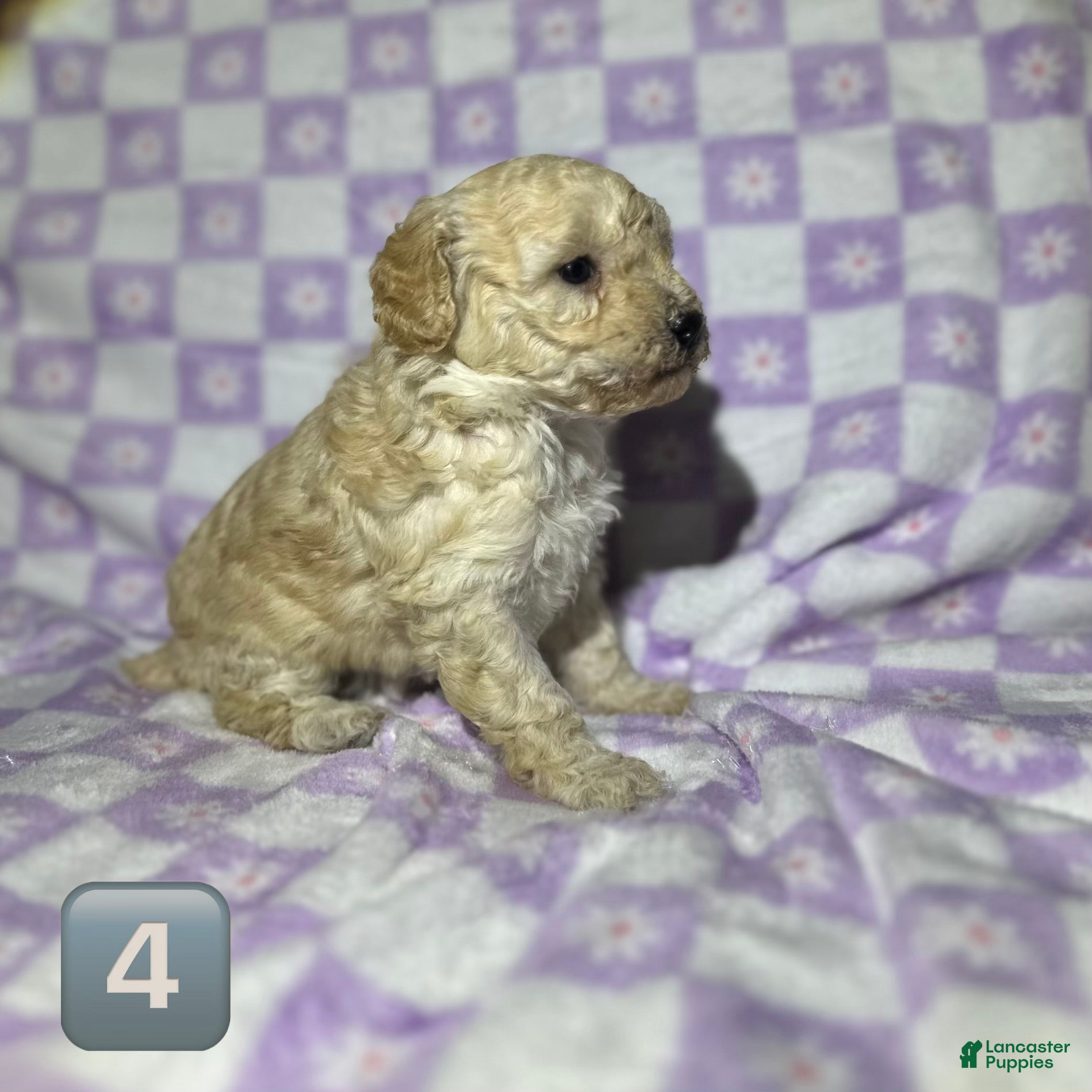 Toy Poodle dogs Toy Poodle Puppy 5 - Ad 29
