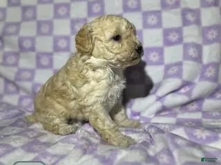 Toy Poodle dogs Toy Poodle Puppy 5 - Ad 32