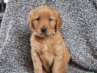 Golden Retriever dogs - Ad 42