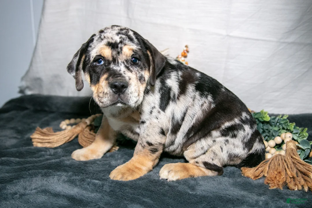 Beabull dogs for sale: Rena - Ad 3