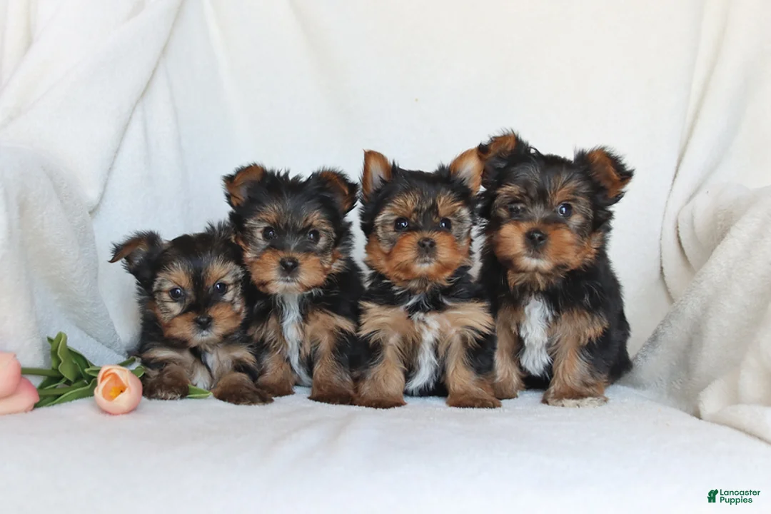 Yorkshire Terrier dogs for sale: Nico - Ad 2
