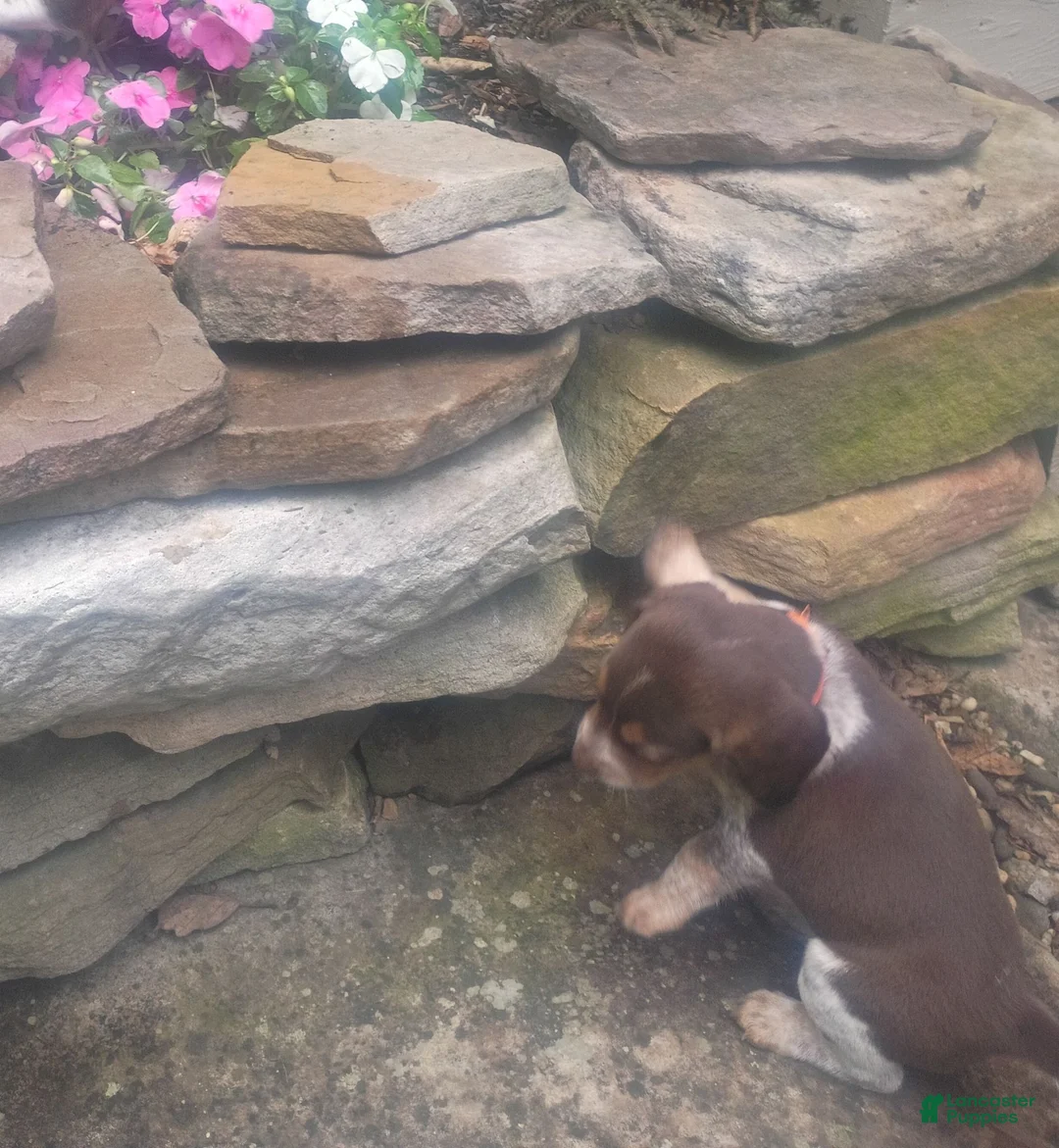 Beagle dogs for sale: Marie - Ad 6