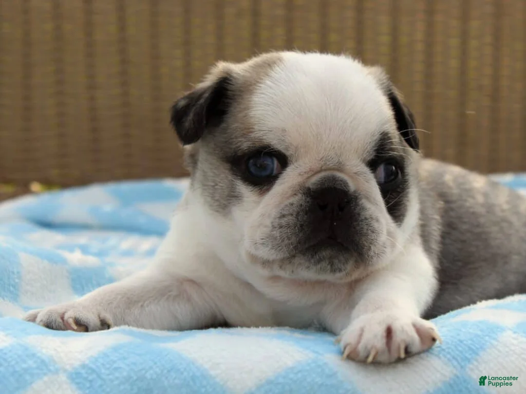 Pug dogs for sale: Sebastian - Ad 1