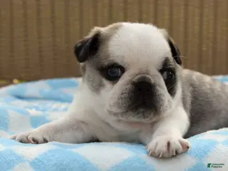 Pug dogs Sebastian - Ad 14