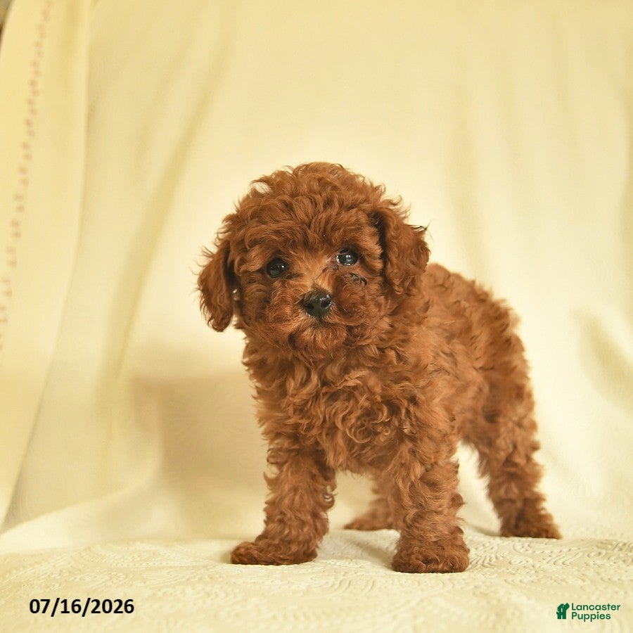 Toy Poodle dogs Luke  - Ad 2