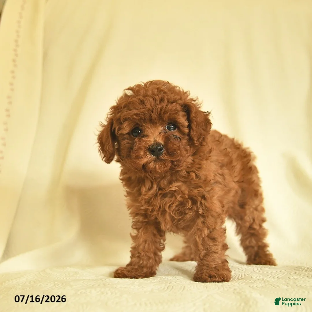 Toy Poodle dogs for sale: Luke  - Ad 2