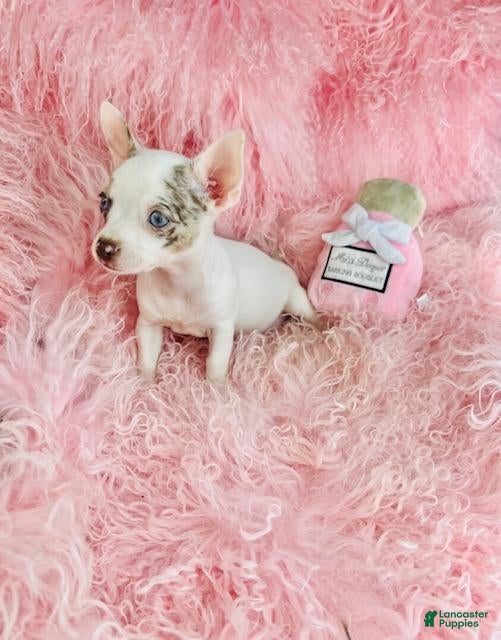Chihuahua dogs Teacup Chihuahua with blue eyes - Ad 2