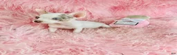 Chihuahua dogs for sale: Teacup Chihuahua with blue eyes - Ad 2
