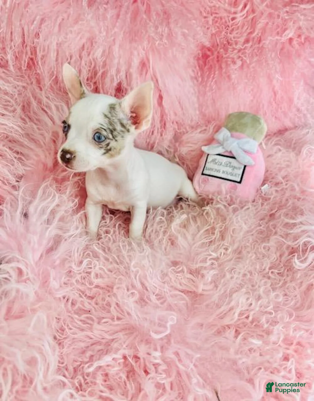 Chihuahua dogs for sale: Teacup Chihuahua with blue eyes - Ad 2