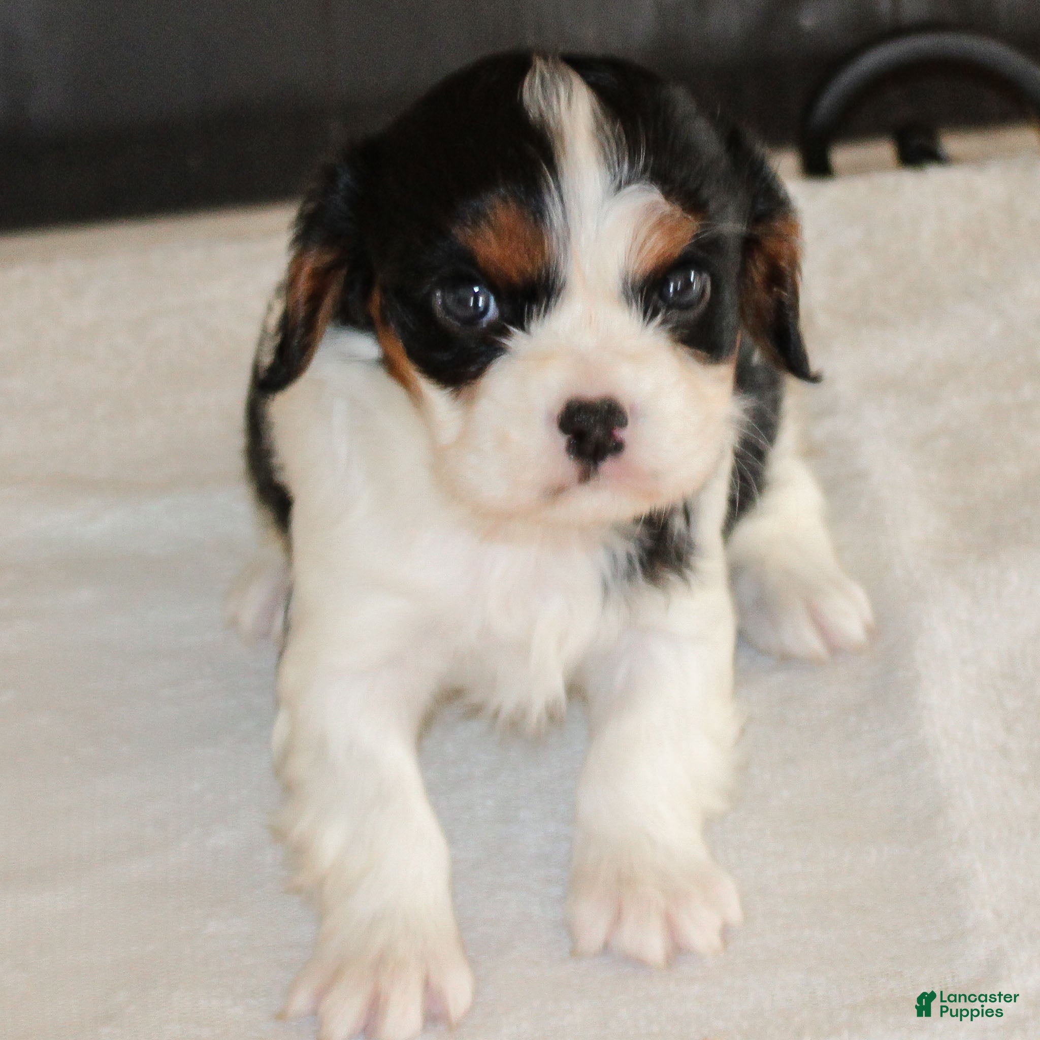 Cavalier King Charles Spaniel dogs Joey  - Ad 7