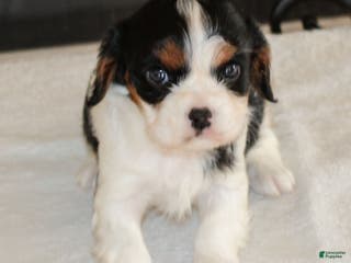 Cavalier King Charles Spaniel dogs Joey - Ad 7