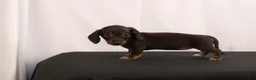 Dachshund dogs for sale: Nancy - Ad 9