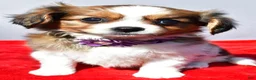 Mixed Breed dogs for sale: Sierra - Ad 6