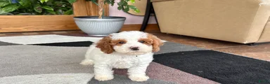 Cavapoo male 1