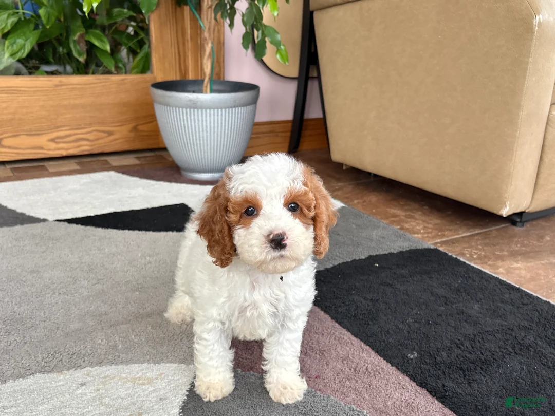 Cavapoo dogs for sale: Cavapoo male 1 - Ad 1