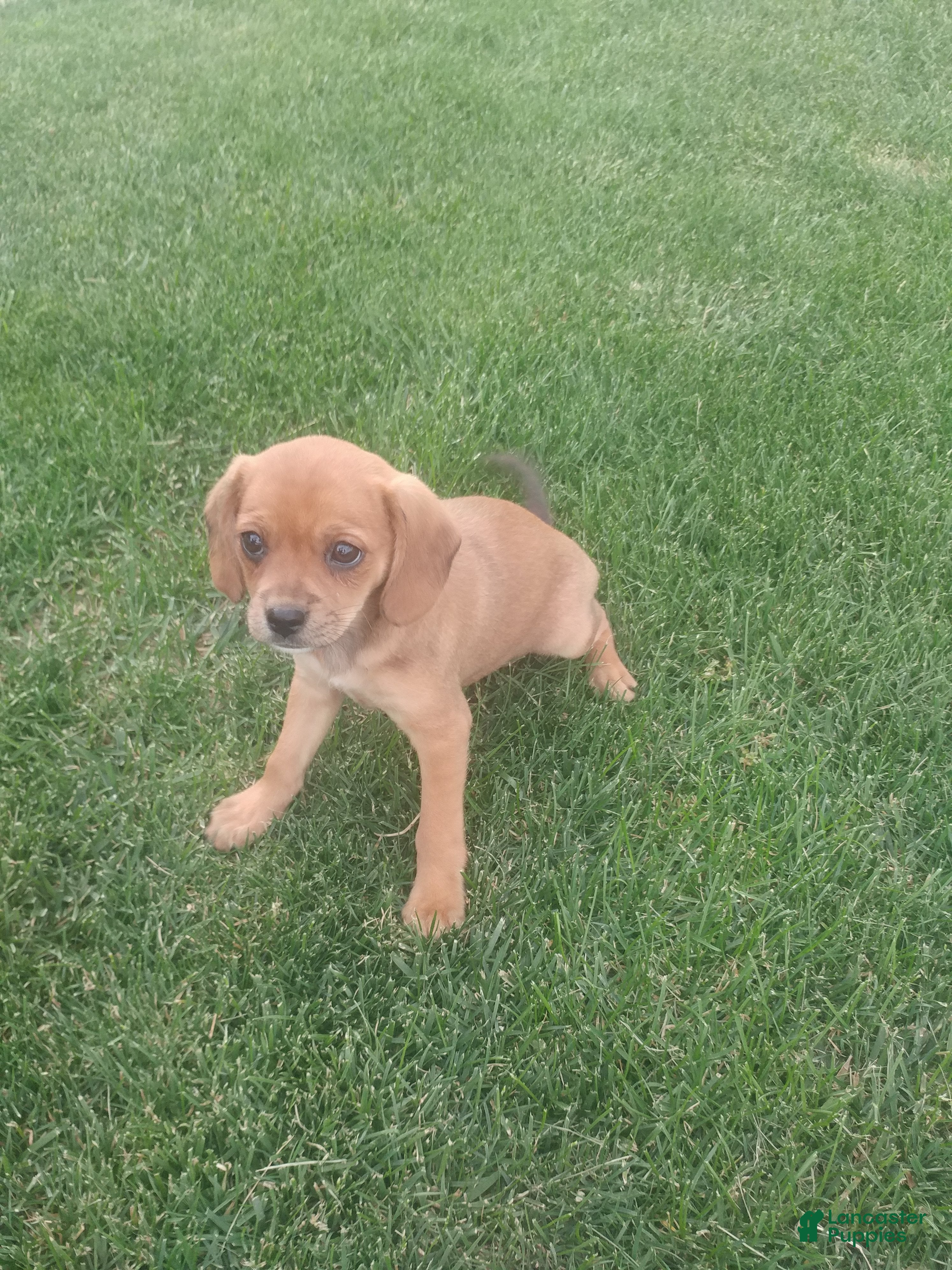 Mixed Breed dogs Kc - Ad 2