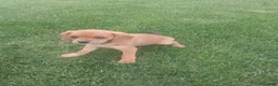 Mixed Breed dogs for sale: Kc - Ad 2