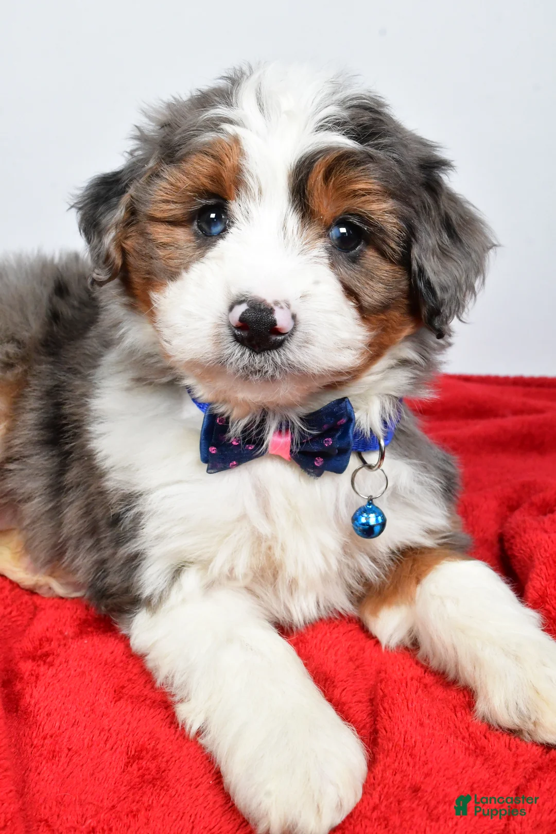 Mini Aussiedoodle dogs for sale: Gabrielle - Ad 6