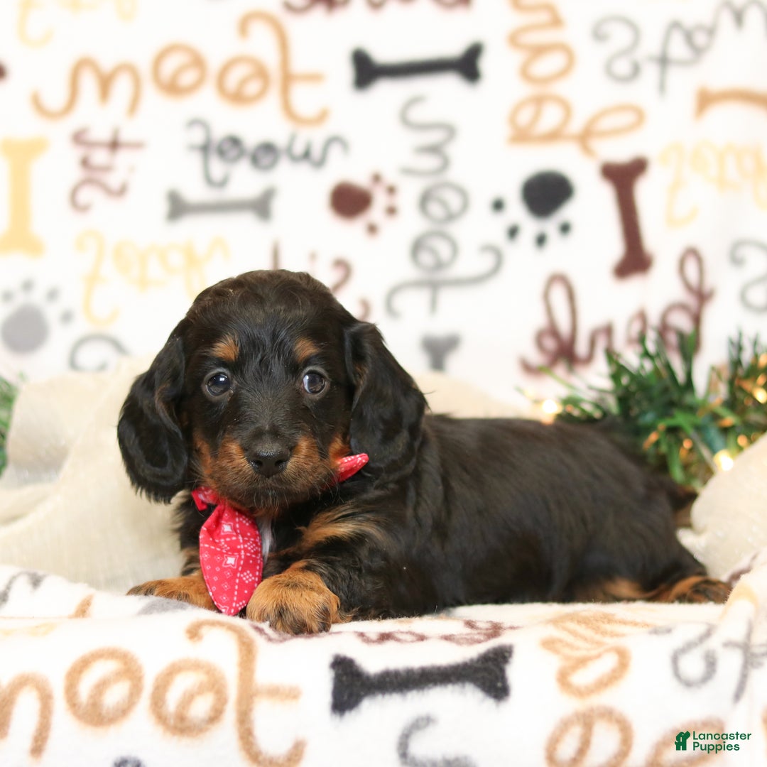 Miniature Dachshund dogs for sale: Indigo - Ad 4