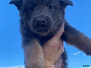 German Shepherd dogs German Shepherd Puppy 5 - Ad 12