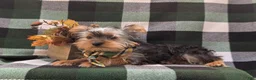 Yorkshire Terrier dogs for sale: Murphy - Ad 5