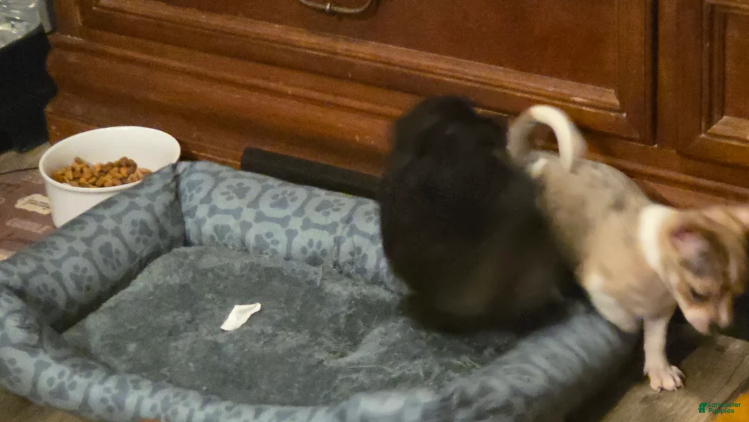 Chihuahua dogs for sale: Chihuahua 1 (Blacky) - Ad 1