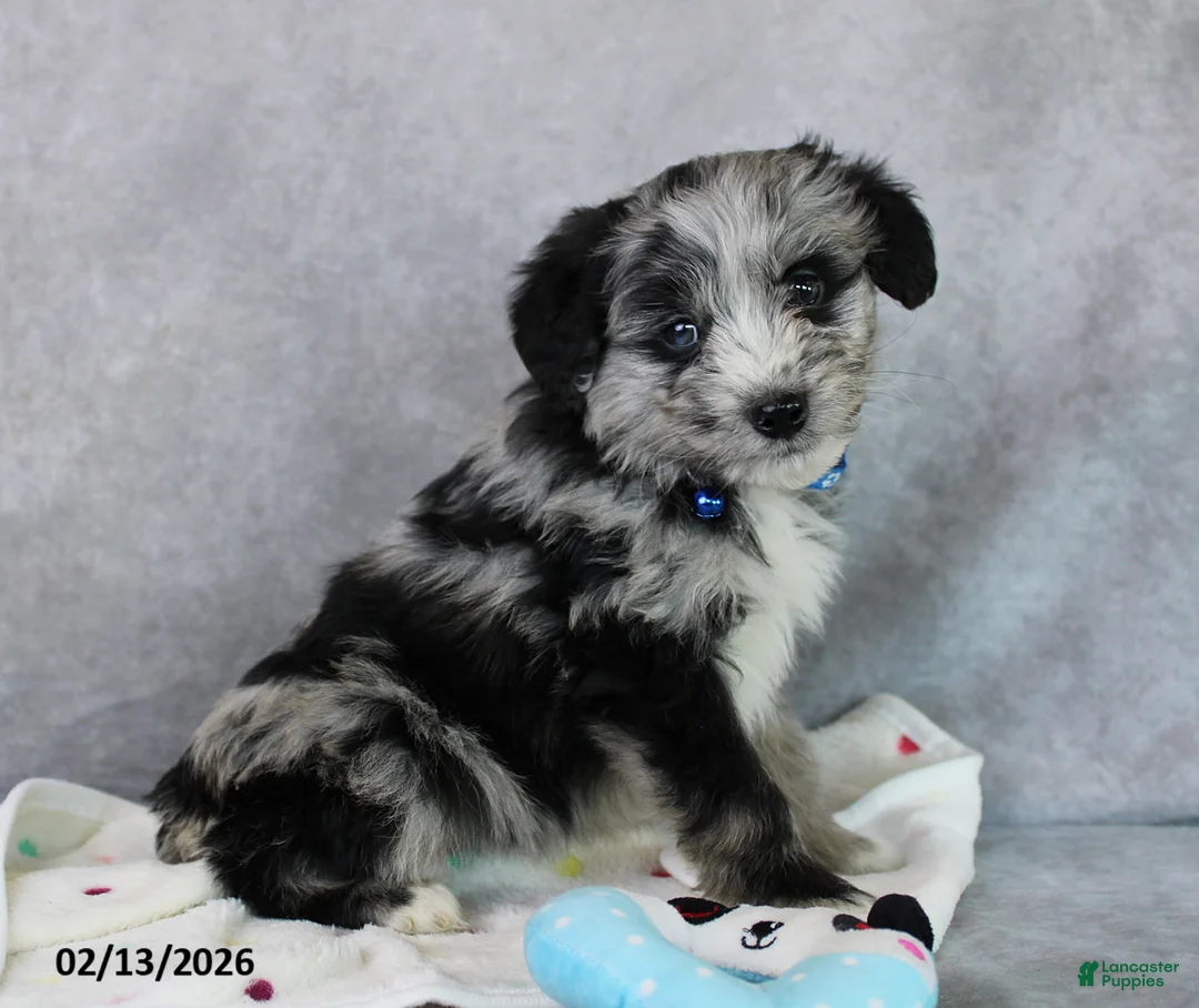 Mini Aussiedoodle dogs for sale: Bingo - Ad 5