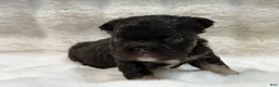 French Bulldog dogs for sale: French Bulldog 1 - Ad 6