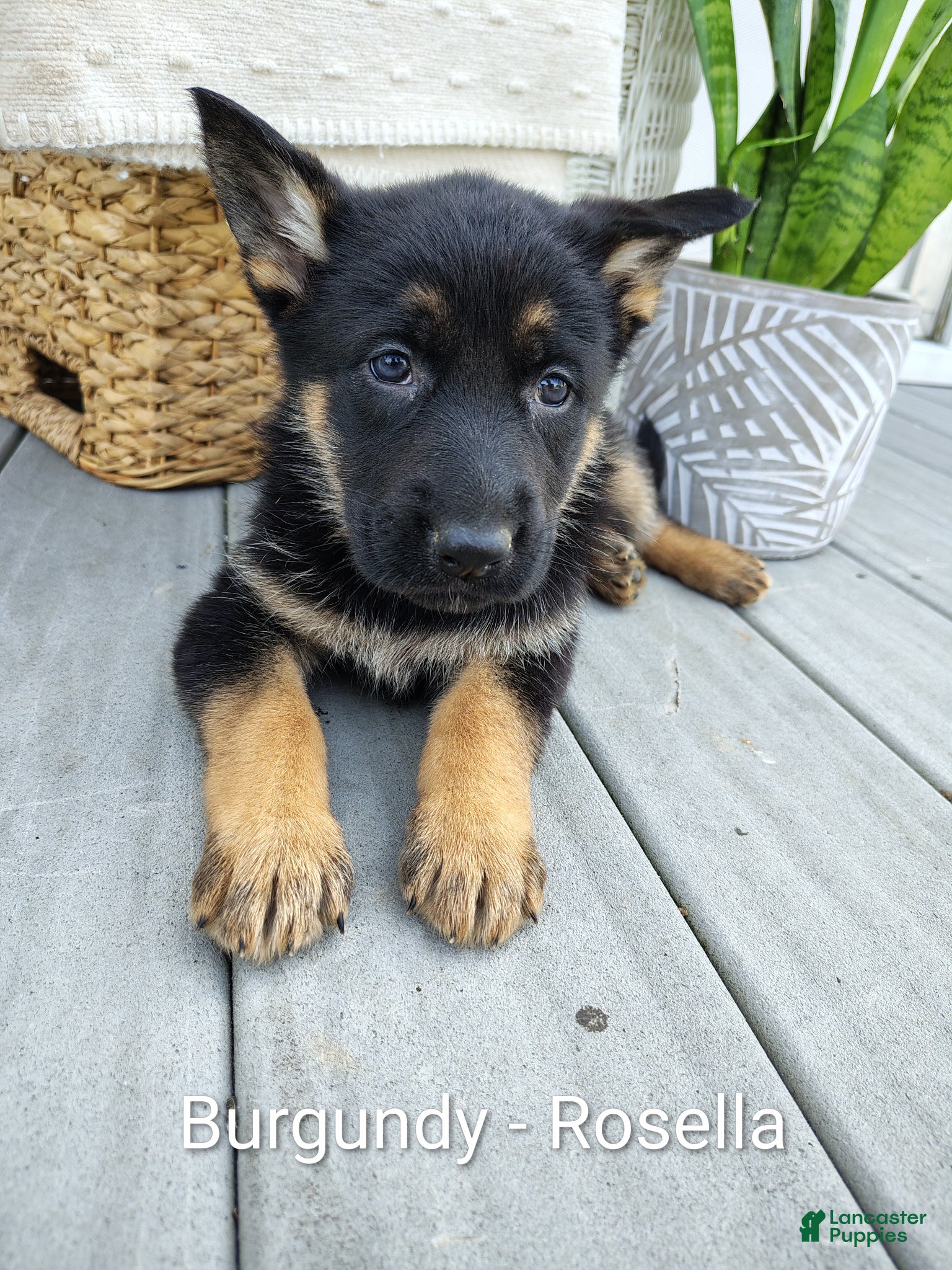 German Shepherd dogs Rosella - Ad 1