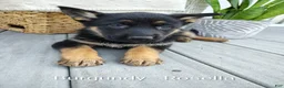 German Shepherd dogs for sale: Rosella - Ad 1