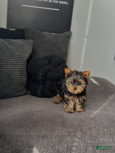 Yorkiepoo dogs Yorkiepoo Puppy 3 - Ad 2