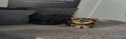 Yorkiepoo dogs for sale: Yorkiepoo Puppy 3 - Ad 1