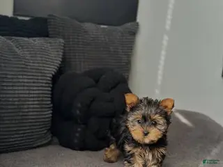 Yorkiepoo dogs Yorkiepoo Puppy 3 - Ad 2