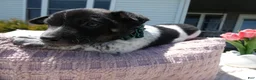 Jack Russell Terrier dogs for sale: Jack Russell Terrier Puppy 1 Marko - Ad 5