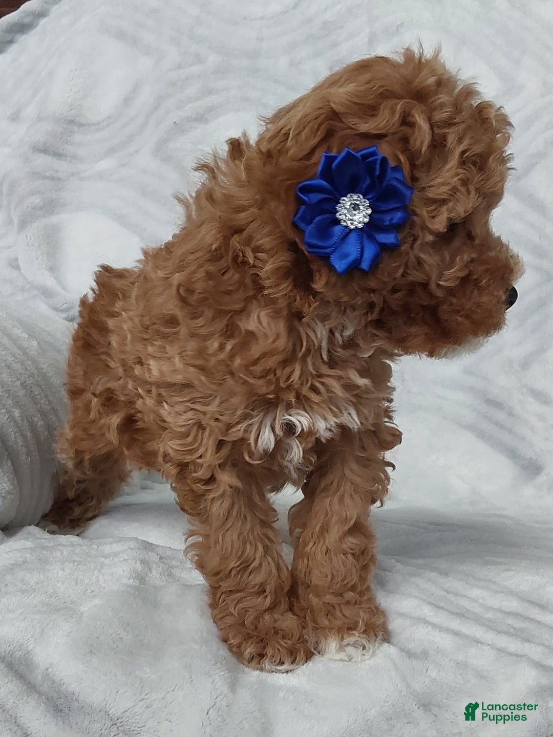 Cavapoo dogs for sale: Cavapoo Puppy 1 captain - Ad 7