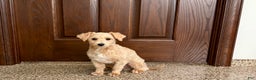 Maltipoo dogs for sale: Bennie - Ad 7