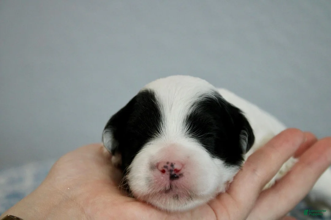 Mini Goldendoodle dogs for sale: WInnie - Ad 2