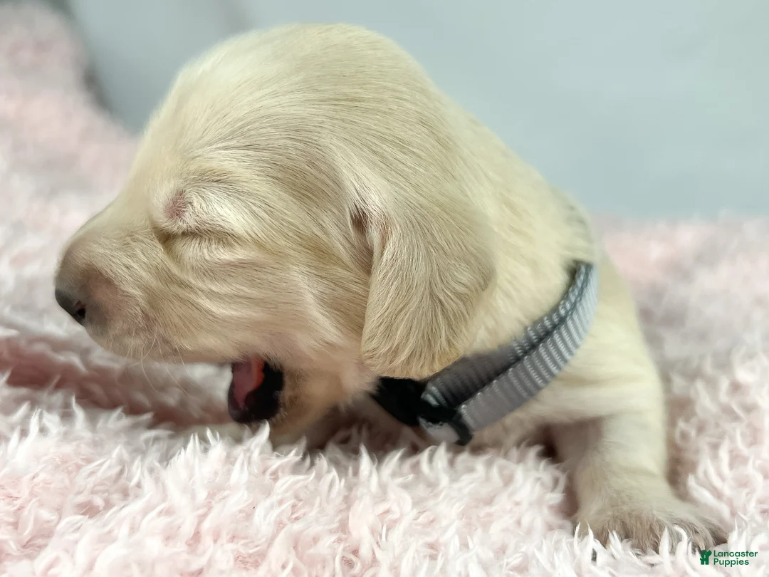 Miniature Dachshund dogs for sale: Parmesan - Ad 2