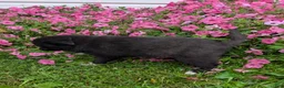 Pomsky dogs for sale: Pomsky 4 Julie - Ad 2
