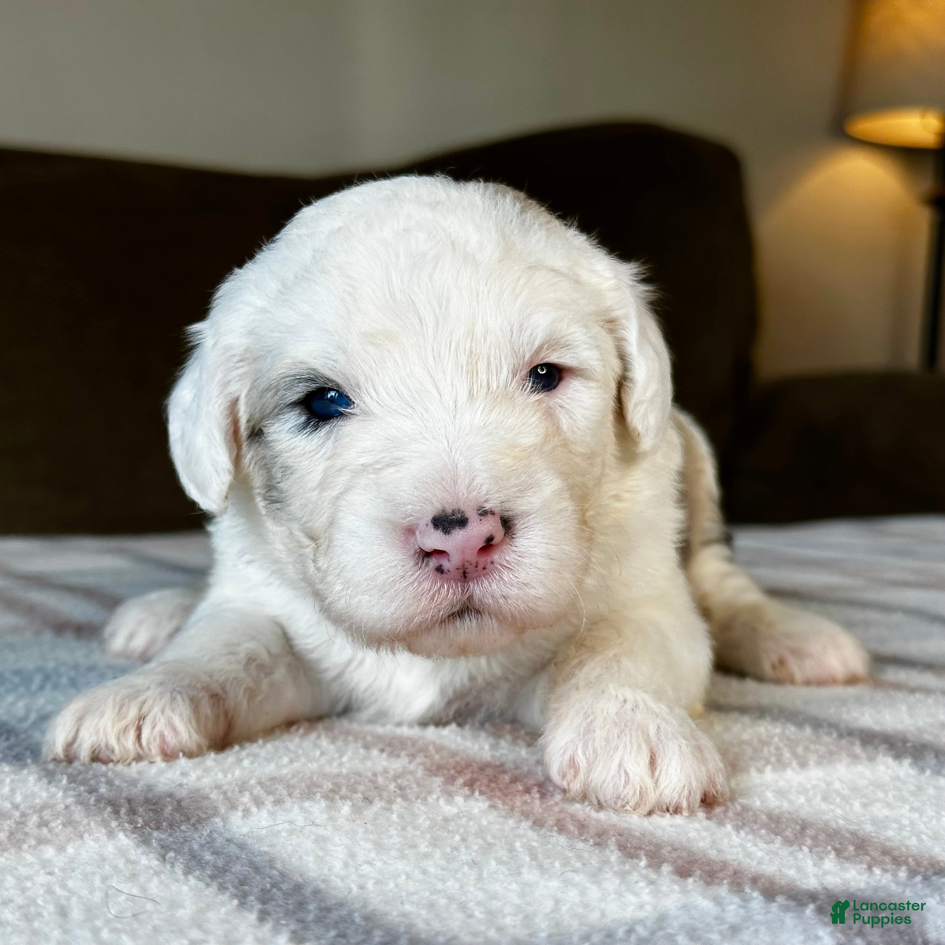 Sheepadoodle dogs Merle Male 6 - Ad 1