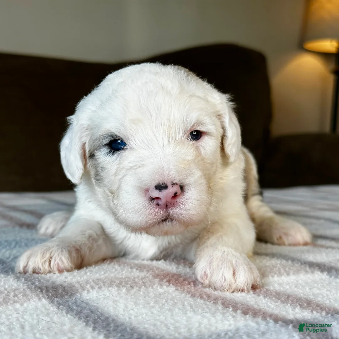 Sheepadoodle dogs for sale: Merle Male 6 - Ad 16