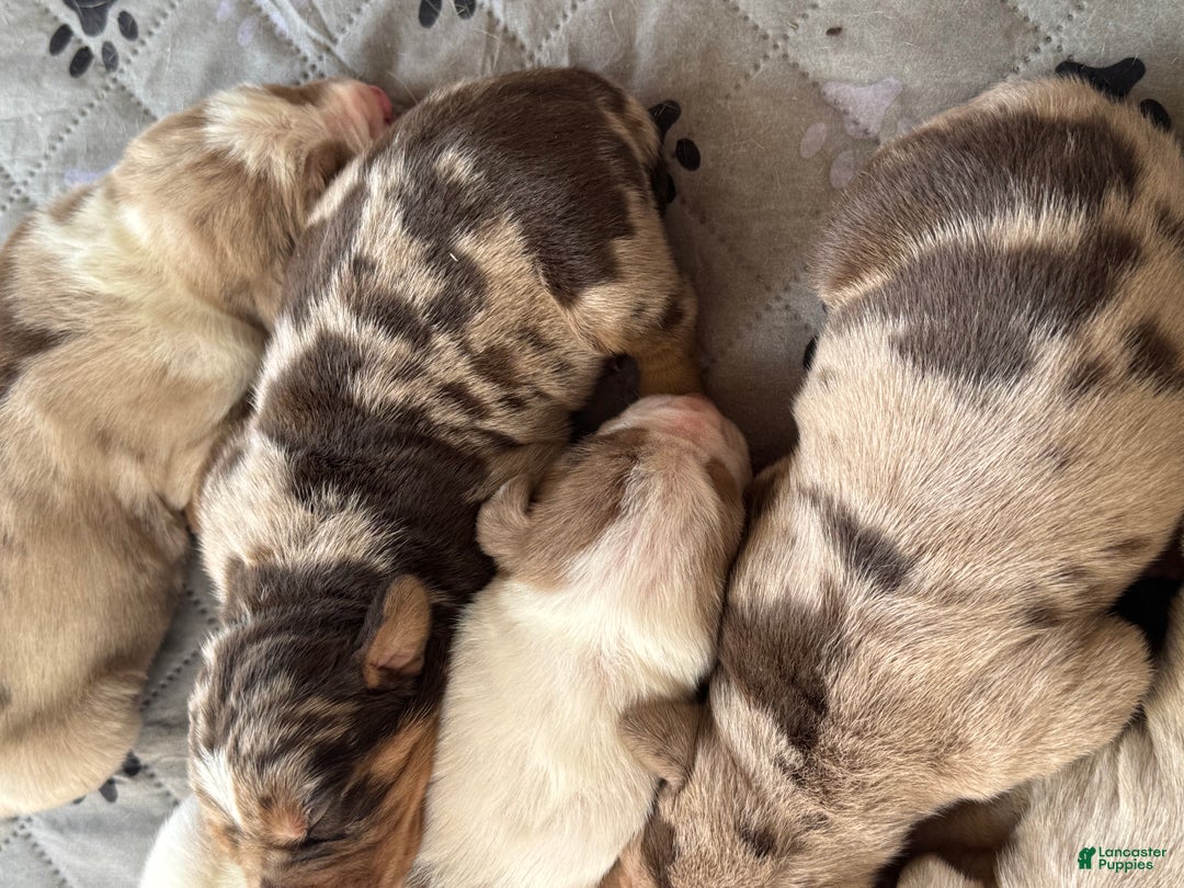 Catahoula Leopard Dog dogs for sale: Catahoula Leopard Dog Puppy 2 - Ad 8
