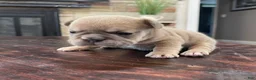 French Bulldog dogs for sale: Nebula - Ad 2