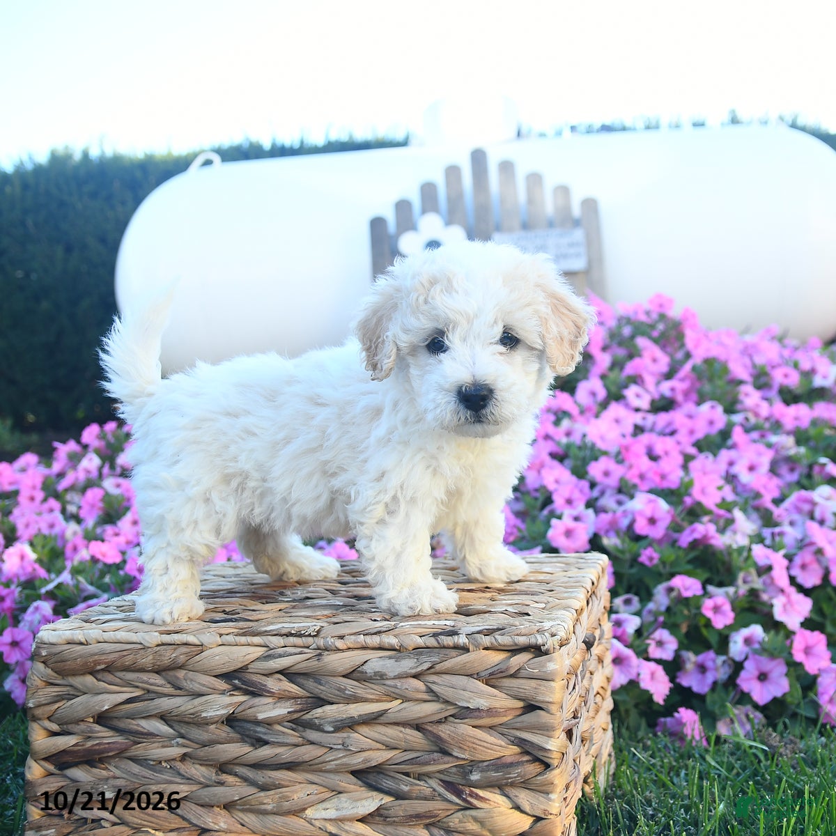 Bichpoo dogs for sale: Honey   - Ad 1