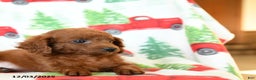 Cavapoo dogs for sale: Copper - Ad 3