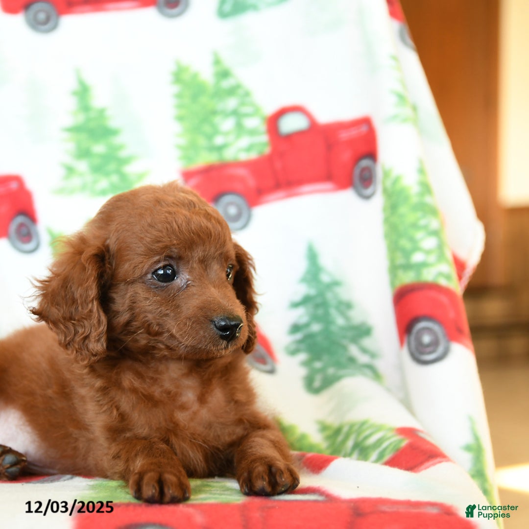 Cavapoo dogs for sale: Copper - Ad 3
