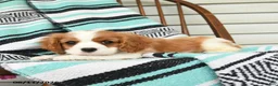 Cavalier King Charles Spaniel dogs for sale: Helen - Ad 4