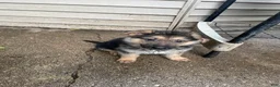 German Shepherd dogs for sale: Frack - Ad 7
